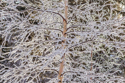 Alaska Frost-covered tree limbs Black Ornate Wood Framed Art Print with Double Matting by Jaynes Gallery