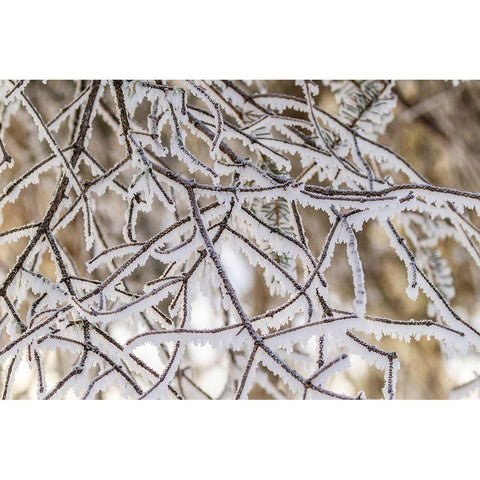 Alaska Close-up of frosted branches in winter White Modern Wood Framed Art Print by Jaynes Gallery