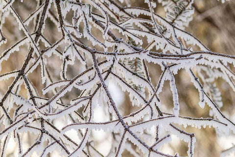 Alaska Close-up of frosted branches in winter Black Ornate Wood Framed Art Print with Double Matting by Jaynes Gallery