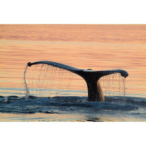 A humpback whale shows its flukes and a waterfall as it sounds Black Modern Wood Framed Art Print by Sederquist, Betty