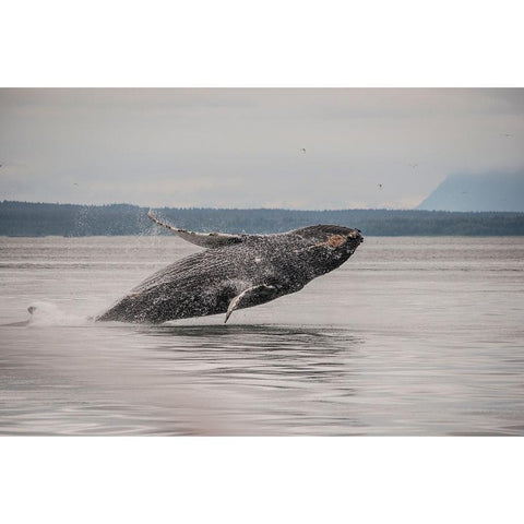 Usa-Alaska Humpback whales jumping and breaching Gold Ornate Wood Framed Art Print with Double Matting by Sederquist, Betty