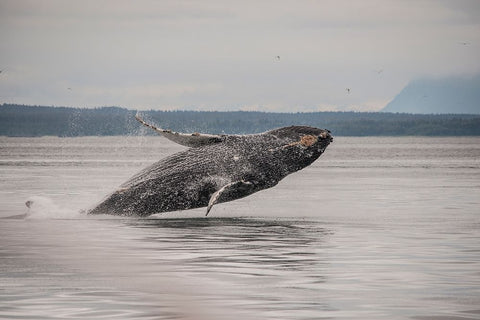Usa-Alaska Humpback whales jumping and breaching Black Ornate Wood Framed Art Print with Double Matting by Sederquist, Betty
