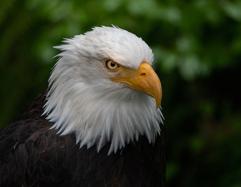 Usa-Alaska Alaska Raptor Center-this bald eagle poses for the camera White Modern Wood Framed Art Print with Double Matting by Sederquist, Betty