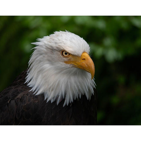 Usa-Alaska Alaska Raptor Center-this bald eagle poses for the camera Black Modern Wood Framed Art Print with Double Matting by Sederquist, Betty