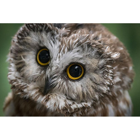 Usa-Alaska This tiny saw-whet owl is a permanent resident of the Alaska Raptor Center Black Modern Wood Framed Art Print by Sederquist, Betty