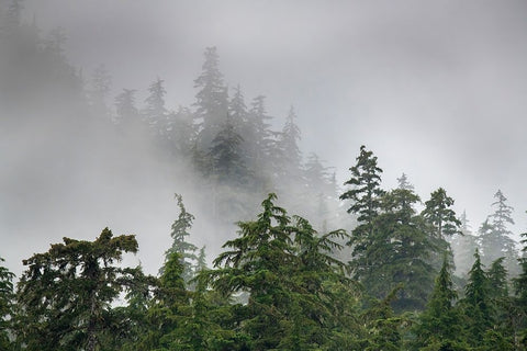 Usa-Alaska Mists-fog and rain for the coastal temperate rainforest in Southeast Alaska Black Ornate Wood Framed Art Print with Double Matting by Sederquist, Betty