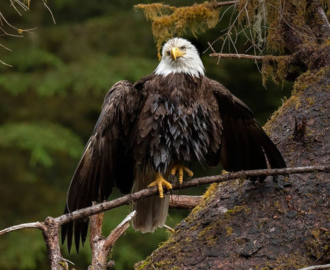 Usa-Alaska A bald eagle at Anan Creek tries to dry its wings during a rainstorm White Modern Wood Framed Art Print with Double Matting by Sederquist, Betty