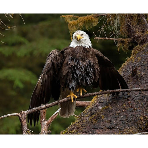 Usa-Alaska A bald eagle at Anan Creek tries to dry its wings during a rainstorm Black Modern Wood Framed Art Print by Sederquist, Betty