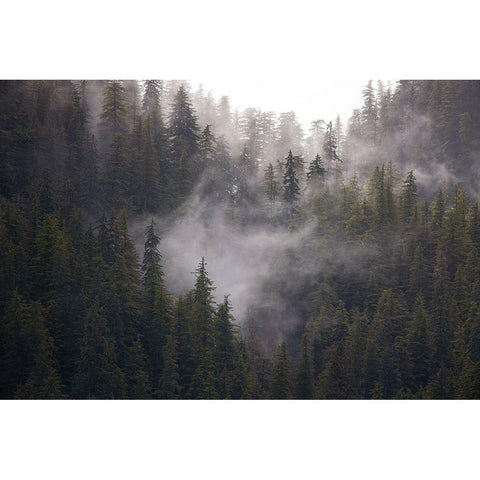 Usa-Alaska Wisps of fog dance among trees in this Alaska rainforest scene on Admiralty Island White Modern Wood Framed Art Print by Sederquist, Betty