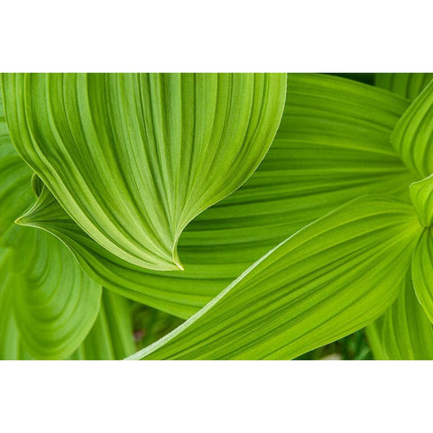 Usa-Alaska False hellebore-also known as corn lily White Modern Wood Framed Art Print by Sederquist, Betty