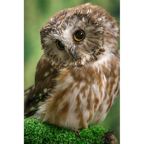 Usa-Alaska This tiny saw-whet owl is a permanent resident of the Alaska Raptor Center in Sitka Black Modern Wood Framed Art Print by Sederquist, Betty