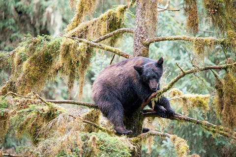 Black bear cub finds safety in a tree at Anan Creek. Black Modern Wood Framed Art Print by Sederquist, Betty