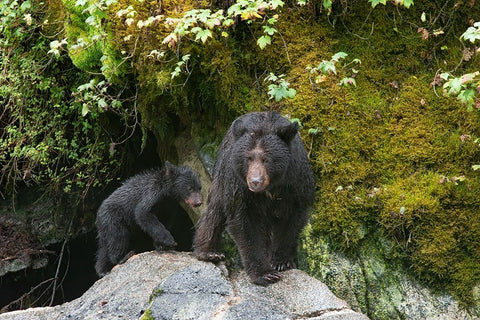 Black bear cub following its mama at Anan Creek. White Modern Wood Framed Art Print with Double Matting by Sederquist, Betty