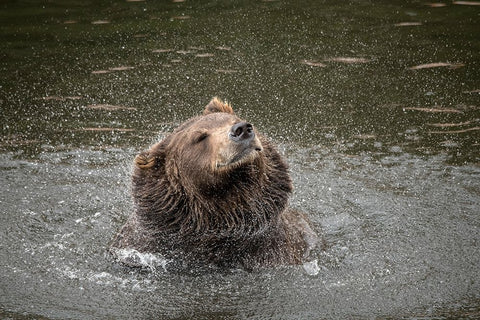 Brown bear at Fortress of the Bear- a rescue center in Sitka- shakes off water. Black Modern Wood Framed Art Print by Sederquist, Betty