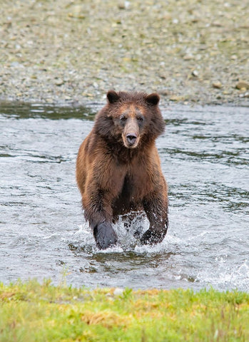 Brown bear chases after a salmon dinner at Pack Creek. Black Ornate Wood Framed Art Print with Double Matting by Sederquist, Betty