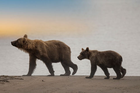 Brown bear cub and sow walk a Cook Inlet beach. White Modern Wood Framed Art Print with Double Matting by Sederquist, Betty
