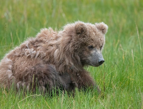 Brown bear cub eating sedge grasses. Black Ornate Wood Framed Art Print with Double Matting by Sederquist, Betty