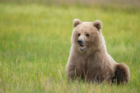 Brown bear cub eating sedge grasses. Black Modern Wood Framed Art Print by Sederquist, Betty