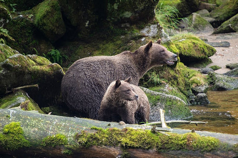 Brown bear cub staying close to mom at Anan Creek. Black Modern Wood Framed Art Print by Sederquist, Betty