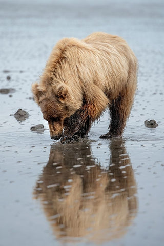 Brown bear digs for clams in the mud of Cook Inlet. White Modern Wood Framed Art Print with Double Matting by Sederquist, Betty