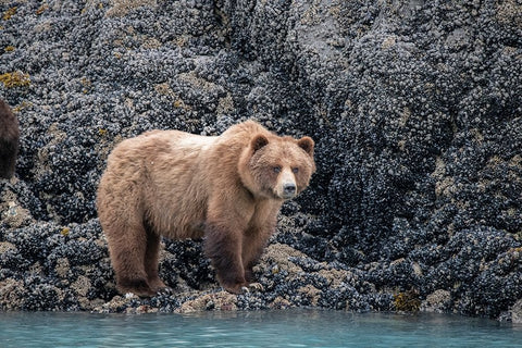 a brown bear looking for food at low tide- Muir Inlet- Glacier Bay. Black Ornate Wood Framed Art Print with Double Matting by Sederquist, Betty