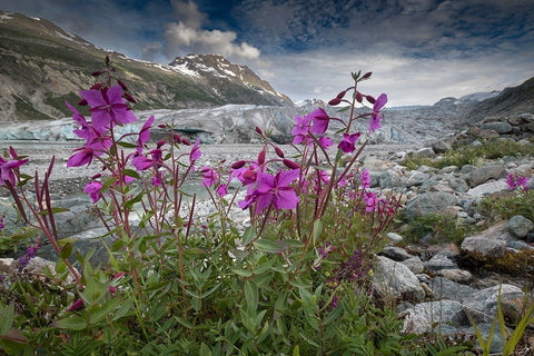 Beach beauty flowers thriving near the terminus of Reid Glacier- Glacier Bay. Black Modern Wood Framed Art Print by Sederquist, Betty