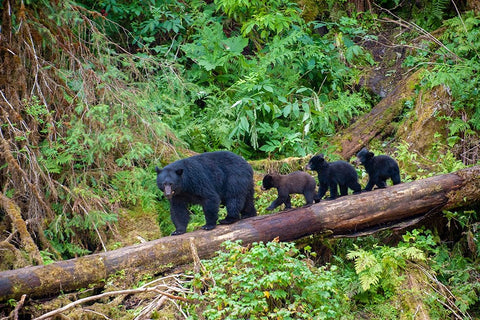 Black bear triplets follow mom at Anan Creek. Black Ornate Wood Framed Art Print with Double Matting by Sederquist, Betty
