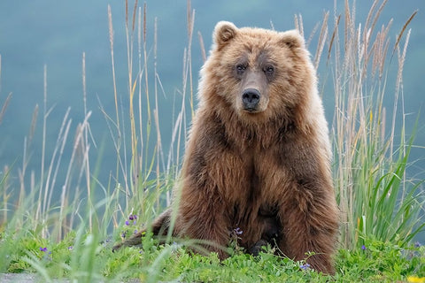 Bear cub poses on the beach of Cook Inlet. White Modern Wood Framed Art Print with Double Matting by Sederquist, Betty