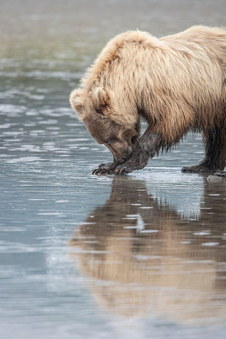 Clamming brown bear reflected at low tide along Cook Inlet. Black Modern Wood Framed Art Print by Sederquist, Betty