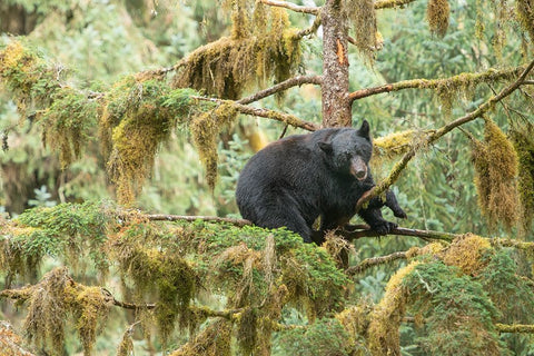 Cub resting in a tree to escape male bears- which could kill it. Black Ornate Wood Framed Art Print with Double Matting by Sederquist, Betty
