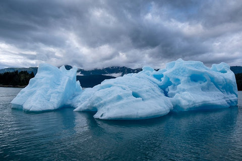 Iceberg glows in Endicott Arm. Black Ornate Wood Framed Art Print with Double Matting by Sederquist, Betty