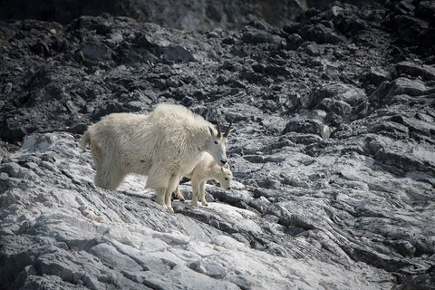 Mama mountain goat and her kid find their footing at Gloomy Knob- Glacier Bay. White Modern Wood Framed Art Print with Double Matting by Sederquist, Betty