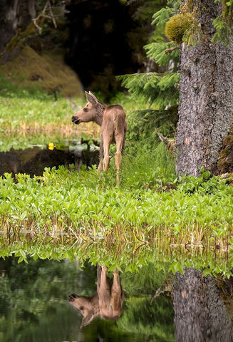Tiny moose calf waits for its mother at a rainforest pond at Bartlett Cove- Glacier Bay. Black Ornate Wood Framed Art Print with Double Matting by Sederquist, Betty