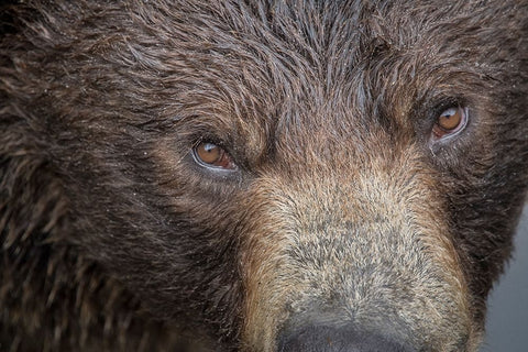 Ultra closeup of a brown bear at Fortress of the Bear- a Sitka rescue center. White Modern Wood Framed Art Print with Double Matting by Sederquist, Betty
