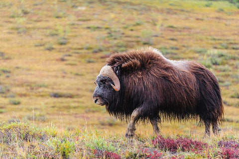 USA- Alaska- Noatak National Preserve. Bull Muskox on the arctic tundra. White Modern Wood Framed Art Print with Double Matting by Norrsell, Fredrik