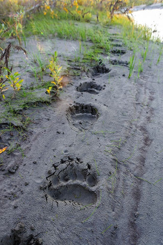 USA- Alaska- Noatak National Preserve. Fresh tracks from a Brown Bear. Black Ornate Wood Framed Art Print with Double Matting by Norrsell, Fredrik