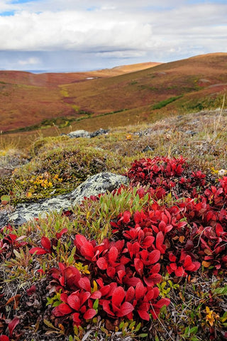 USA- Alaska- Noatak National Preserve. Alpine Bearberry on arctic tundra in autumn colors. White Modern Wood Framed Art Print with Double Matting by Norrsell, Fredrik