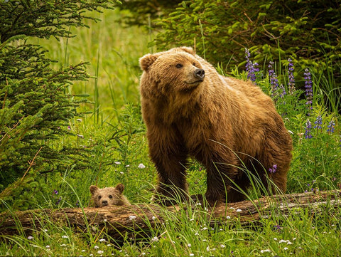 USA-Alaska-Female grizzly bear and cub White Modern Wood Framed Art Print with Double Matting by Theodore, George and Marilu