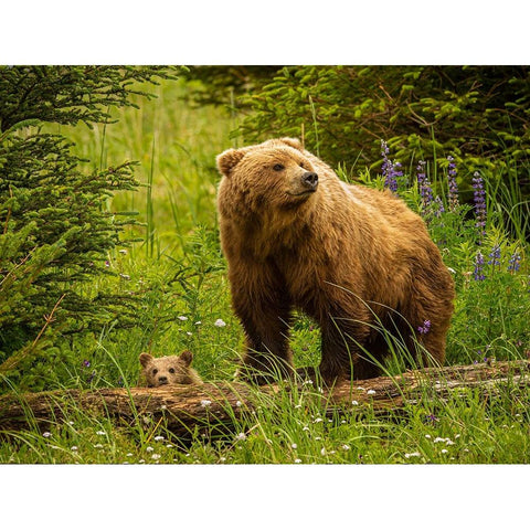 USA-Alaska-Female grizzly bear and cub Black Modern Wood Framed Art Print by Theodore, George and Marilu