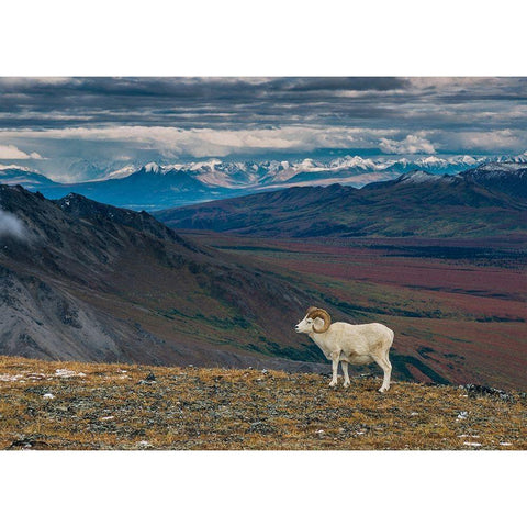 Dall sheep on ridge-fall tundra-Denali National Park-Alaska-USA White Modern Wood Framed Art Print by Garber, Howie