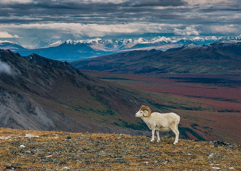 Dall sheep on ridge-fall tundra-Denali National Park-Alaska-USA Black Ornate Wood Framed Art Print with Double Matting by Garber, Howie