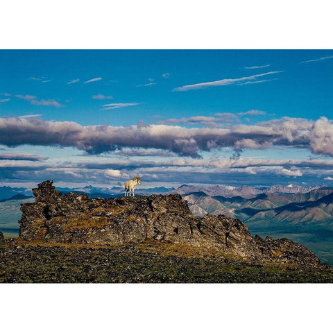 Solo dall ram on ridge-Denali National Park-Alaska-USA Gold Ornate Wood Framed Art Print with Double Matting by Garber, Howie