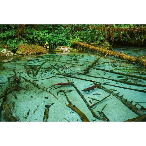 Salmon spawning hole in forest near Haines-Alaska-Tongass National Forest Gold Ornate Wood Framed Art Print with Double Matting by Garber, Howie