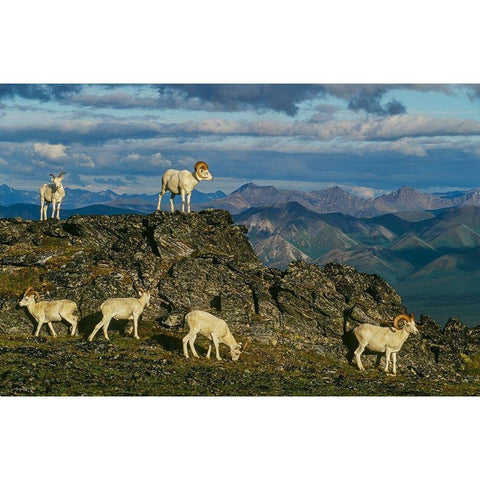 Herd of Dall Rams and Ewes graze on ridge-Denali National Park-Alaska White Modern Wood Framed Art Print by Garber, Howie