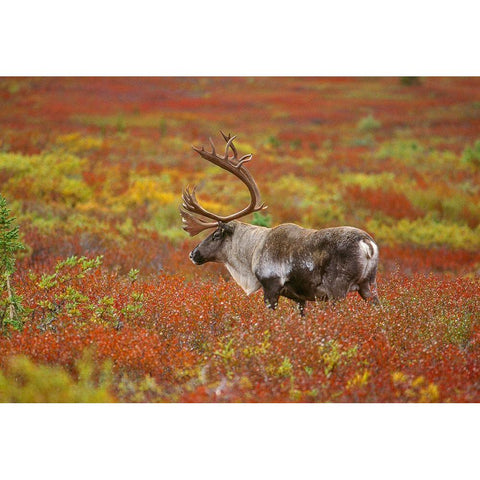 Large male caribou wandering in colorful fall tundra-Denali National Park-Alaska White Modern Wood Framed Art Print by Garber, Howie