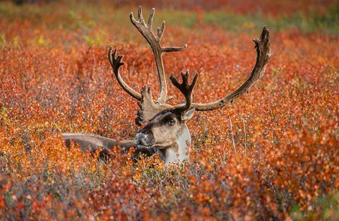 Large male caribou in red fall tundra-eye to eye with photographer-Denali National Park-Alaska Black Ornate Wood Framed Art Print with Double Matting by Garber, Howie