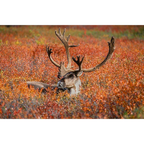 Large male caribou in red fall tundra-eye to eye with photographer-Denali National Park-Alaska Black Modern Wood Framed Art Print with Double Matting by Garber, Howie