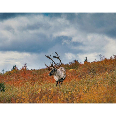 Caribou in fall foliage-Denali national Park-Alaska Black Modern Wood Framed Art Print by Garber, Howie