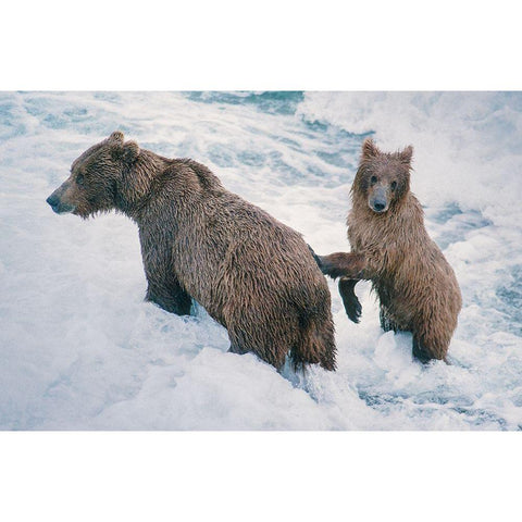 Mother and Cub-Alaskan Brown Bear in creek at McNeil River State Game Reserve-Alaska Black Modern Wood Framed Art Print with Double Matting by Garber, Howie