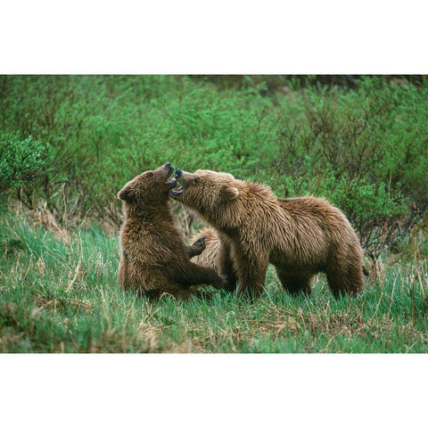 Play behavior between Sow and Cub Brown Bear-McNeil River State Game Reserve-Alaska Gold Ornate Wood Framed Art Print with Double Matting by Garber, Howie